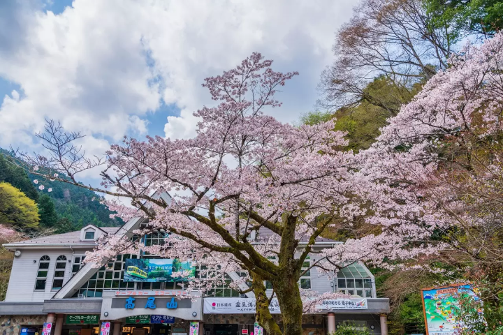 Tokyo's Cherry Blossoms: Top 20 Locations in 2024