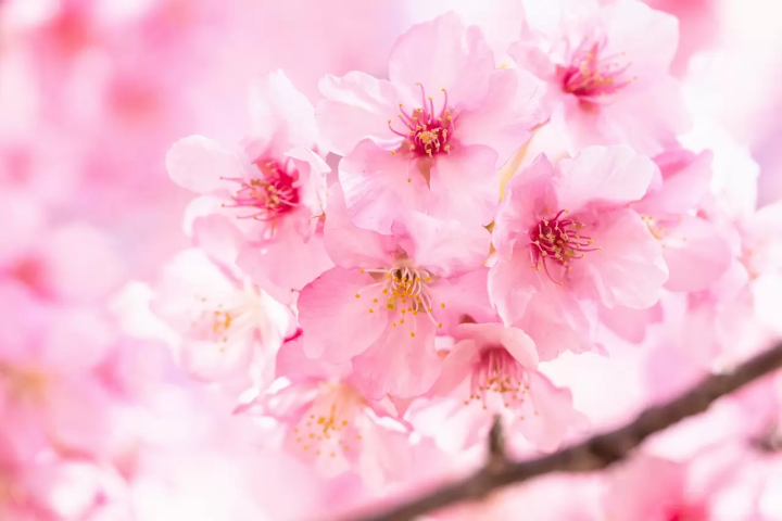 Tokyo's Cherry Blossoms: Top 20 Locations in 2024