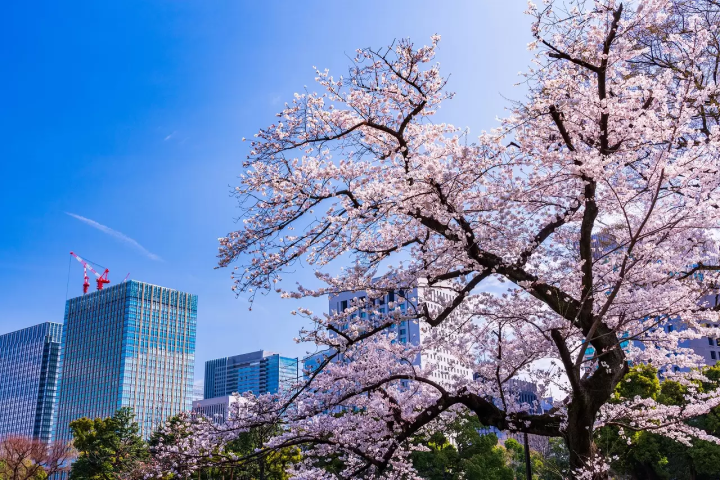 Tokyo's Cherry Blossoms: Top 20 Locations in 2024