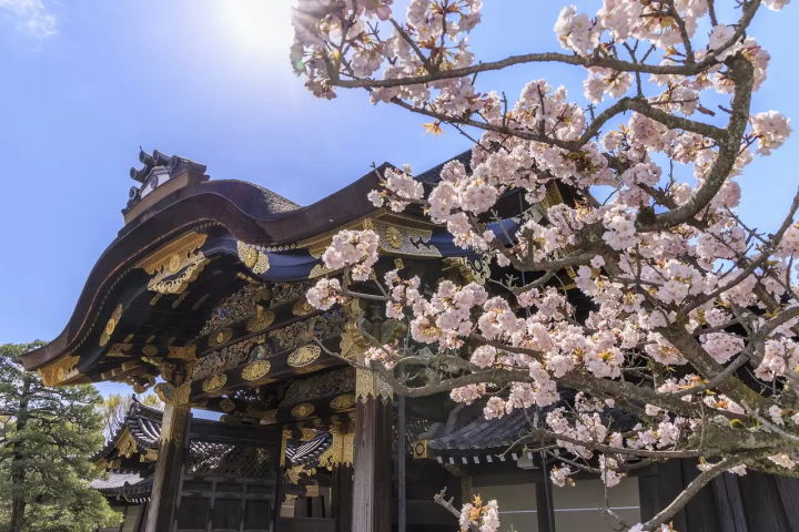 Kyoto's Cherry Blossoms in 2024: Top 15 Spots and Viewing Tips