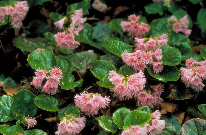 [Yonago City, Tottori Prefecture] Let's go to the National Park Daisen Climb and Japan's 100 Famous Mountains!