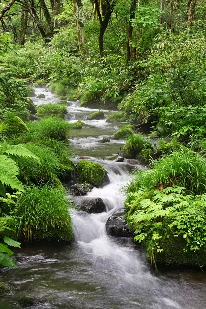 [Yonago City, Tottori Prefecture] Let's go to the National Park Daisen Climb and Japan's 100 Famous Mountains!