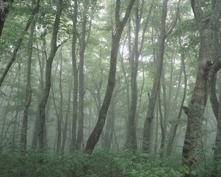 [Yonago City, Tottori Prefecture] Let's go to the National Park Daisen Climb and Japan's 100 Famous Mountains!