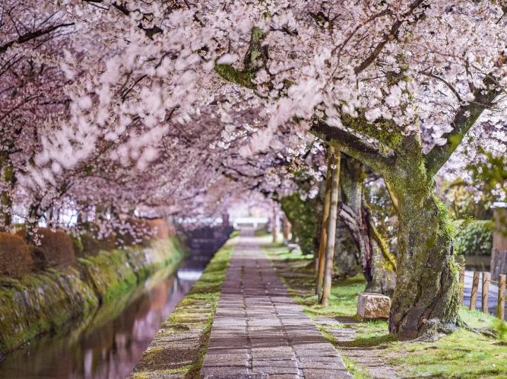 Kyoto's Cherry Blossoms in 2024: Top 15 Spots and Viewing Tips