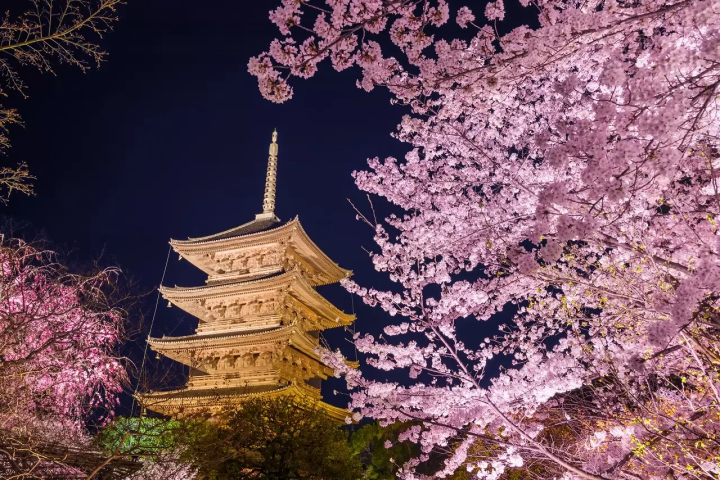 Kyoto's Cherry Blossoms in 2024: Top 15 Spots and Viewing Tips