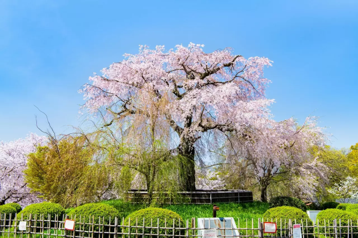 Kyoto's Cherry Blossoms in 2024: Top 15 Spots and Viewing Tips