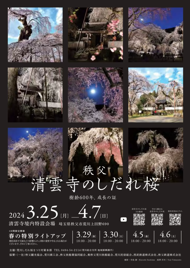 秩父 清雲寺のしだれ桜 2024年は3/25(月)~4/7(日)開催