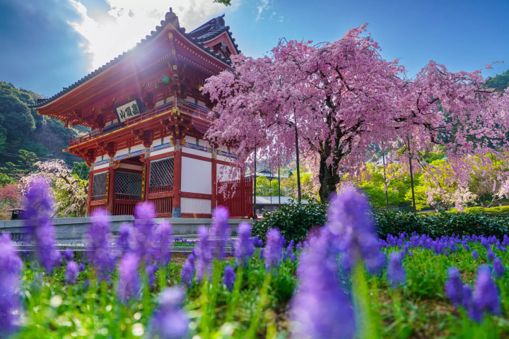 10 Less Crowded Places to See Sakura Near Osaka