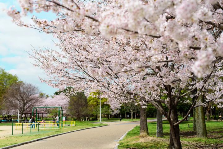 10 Less Crowded Places to See Sakura Near Osaka