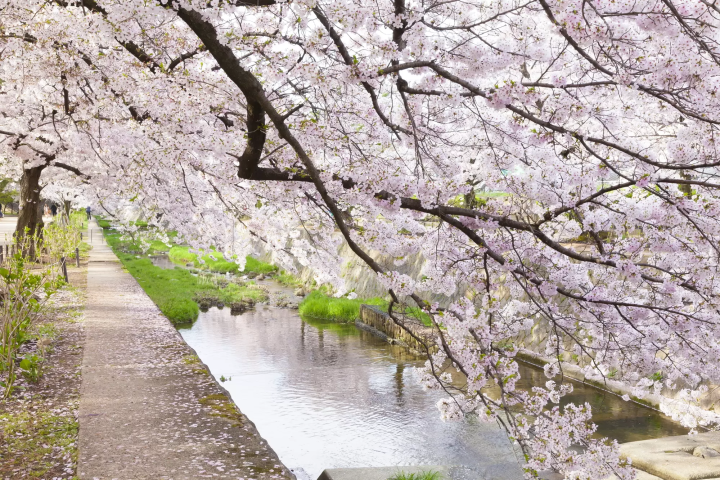 10 Less Crowded Places to See Sakura Near Osaka
