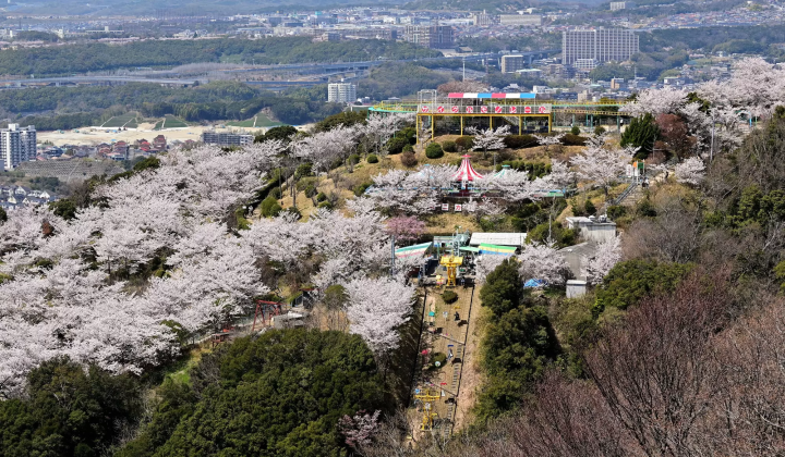 10 Less Crowded Places to See Sakura Near Osaka