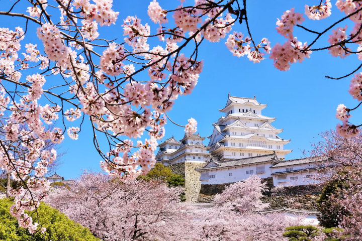 10 Less Crowded Places to See Sakura Near Osaka