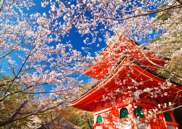 10 Less Crowded Places to See Sakura Near Osaka