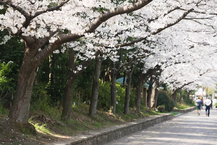 10 Less Crowded Places to See Sakura Near Osaka