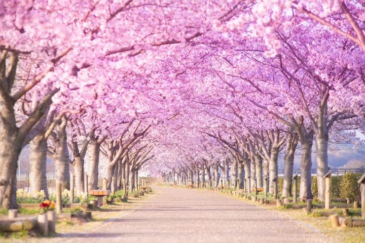 10 Less Crowded Places to See Sakura Near Osaka