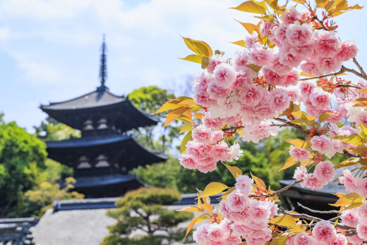 10 Less Crowded Places to See Sakura Near Osaka