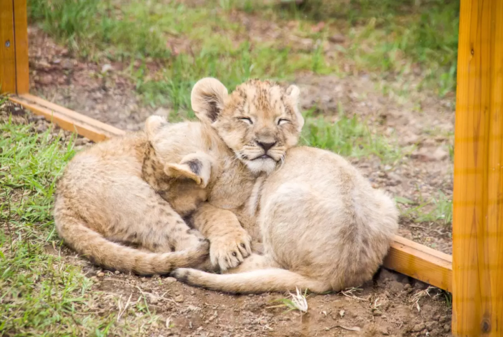[Shizuoka] Enjoy the charms of Mt. Fuji and Atami all at once! Shizuoka tourist attractions to enjoy while driving