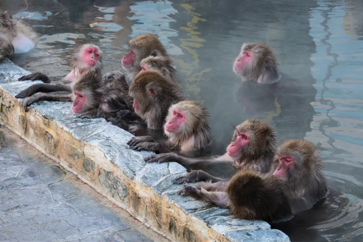 湯の川温泉のサル