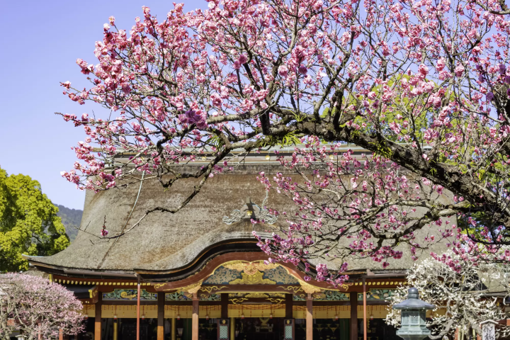 Plum Blossoms - The Original Japanese Sign Of Spring