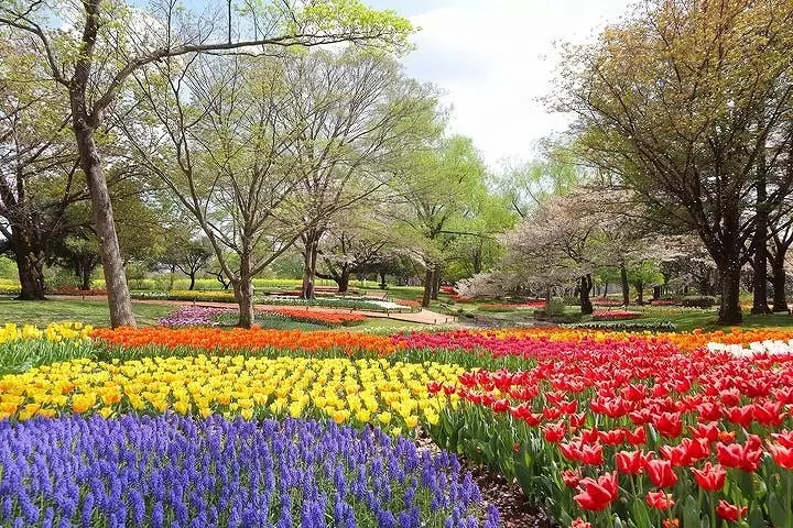 Flower Festival 2024, Showa Kinen Park