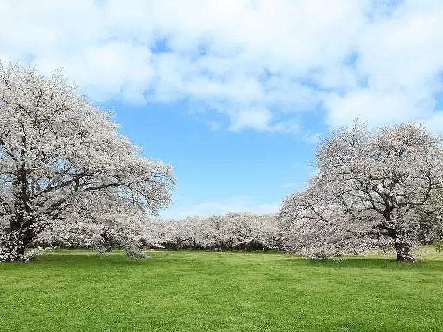 Flower Festival 2024, Showa Kinen Park