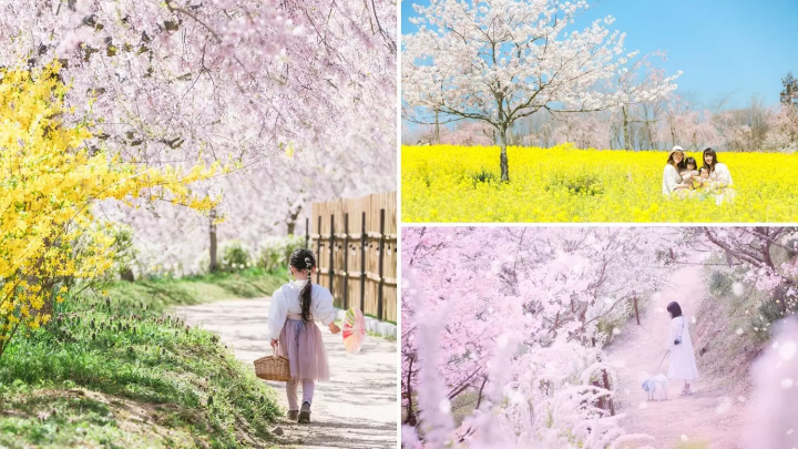 Sera Kogen Farm: Enjoy Flowers in Hiroshima All Year Round