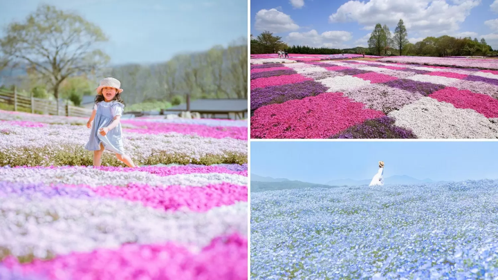 Sera Kogen Farm: Enjoy Flowers in Hiroshima All Year Round