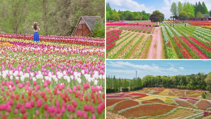 Sera Kogen Farm: Enjoy Flowers in Hiroshima All Year Round