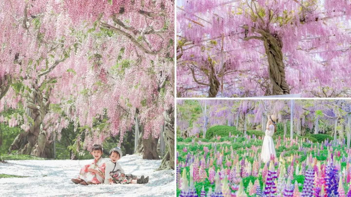 Sera Kogen Farm: Enjoy Flowers in Hiroshima All Year Round