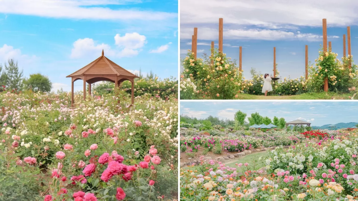 Sera Kogen Farm: Enjoy Flowers in Hiroshima All Year Round
