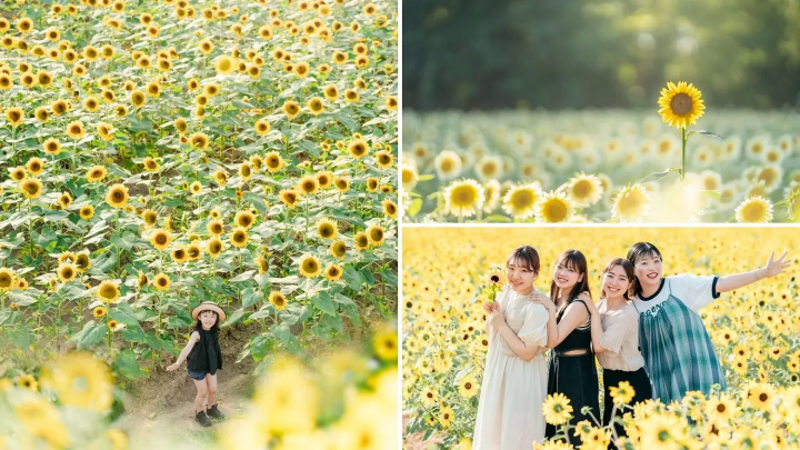 Sera Kogen Farm: Enjoy Flowers in Hiroshima All Year Round