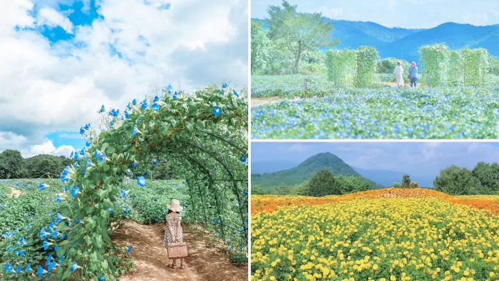 Sera Kogen Farm: Enjoy Flowers in Hiroshima All Year Round