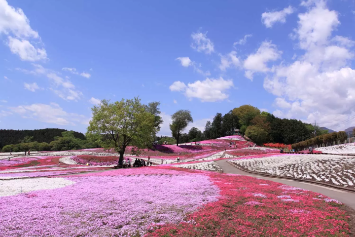 Misato Shibazakura Park