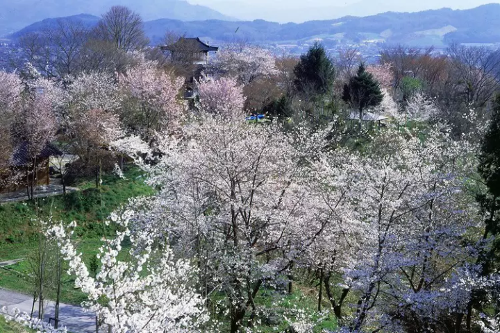 当地人选择！ 2024年远野樱花景点亮点信息