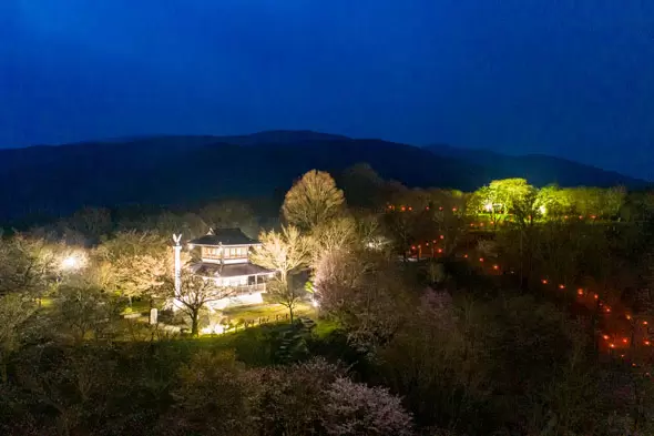 当地人选择！ 2024年远野樱花景点亮点信息