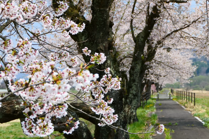当地人选择！ 2024年远野樱花景点亮点信息