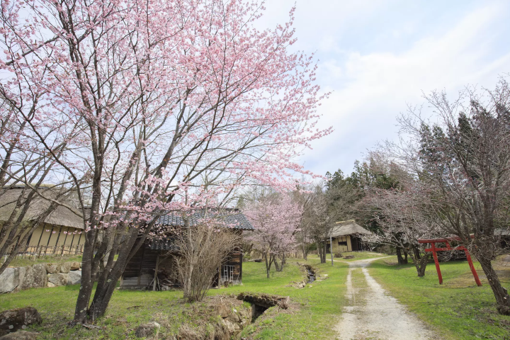当地人选择！ 2024年远野樱花景点亮点信息