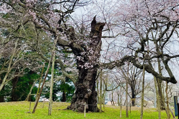 当地人选择！ 2024年远野樱花景点亮点信息