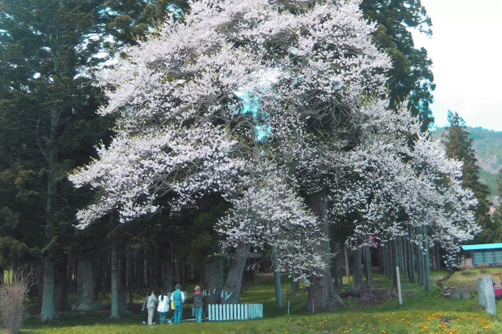 当地人选择！ 2024年远野樱花景点亮点信息