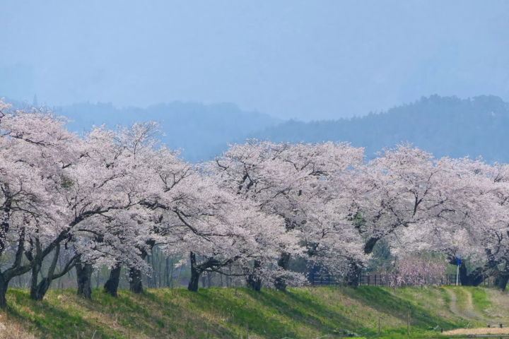当地人选择！ 2024年远野樱花景点亮点信息