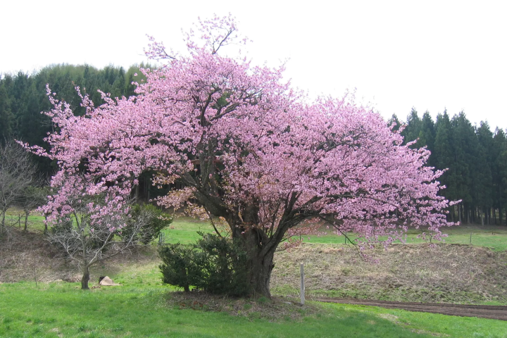 当地人选择！ 2024年远野樱花景点亮点信息