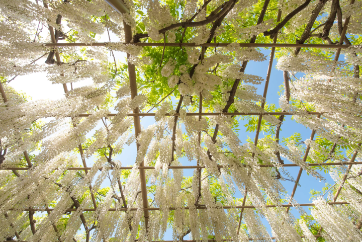 紫藤花物語～大藤祭～2024