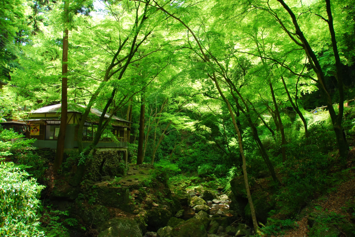 ห่างจาก โอซาก้า เพียง 30 นาที “Fresh Green Carnival” ของมิโนะ ให้คุณได้สัมผัสกับความเขียวขจีสดชื่นของธรรมชาติทั้งร่างกายและจิตใจ!