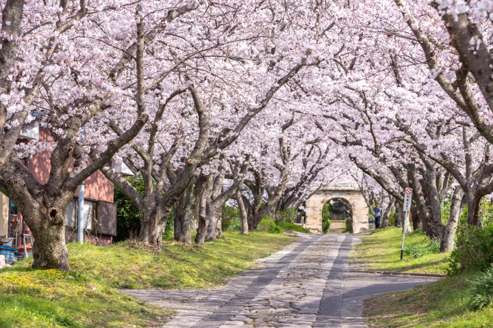 Stone gate of Ennoji temple and cherry blossoms