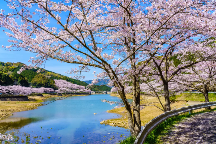 dam lake and cherry blossoms
