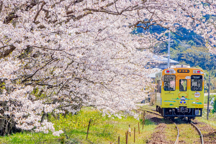 train and cherry blossoms