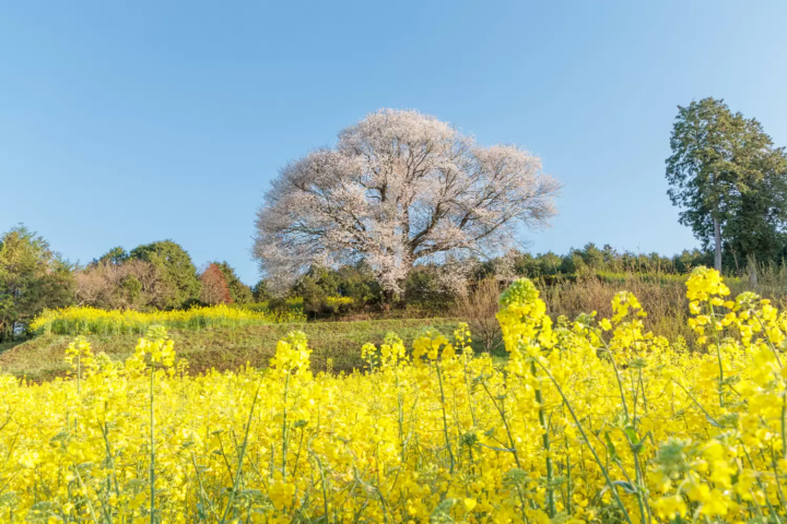cherry blossoms and rapeseed flowers