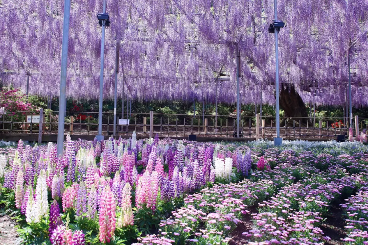 Wisteria Flowers in Japan: 10 Locations