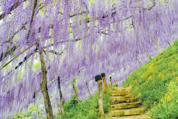 Wisteria Flowers in Japan: 10 Locations