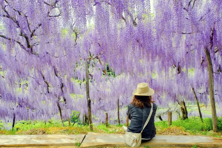 Wisteria Flowers in Japan: 10 Locations
